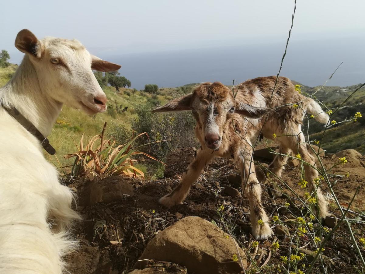 Sea Breeze Ecological Villa Agia Galini Zewnętrze zdjęcie